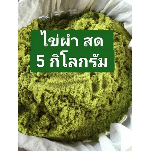 ไข่ผำสด 5000 กรัม ประกอบอาหาร และ ขยายพันธ์ได้  (สินค้าเน่าเสียทางร้านเคลมให้นะคะ)