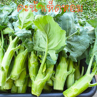 คะน้าเห็ดหอมเมล็ดพันธุ์ 90-200 เมล็ดใบเขียวเข้ม ลำต้นอวบ กรอบ หวาน ปลูกง่าย ทนร้อน [10 แถม 1 คละได้]