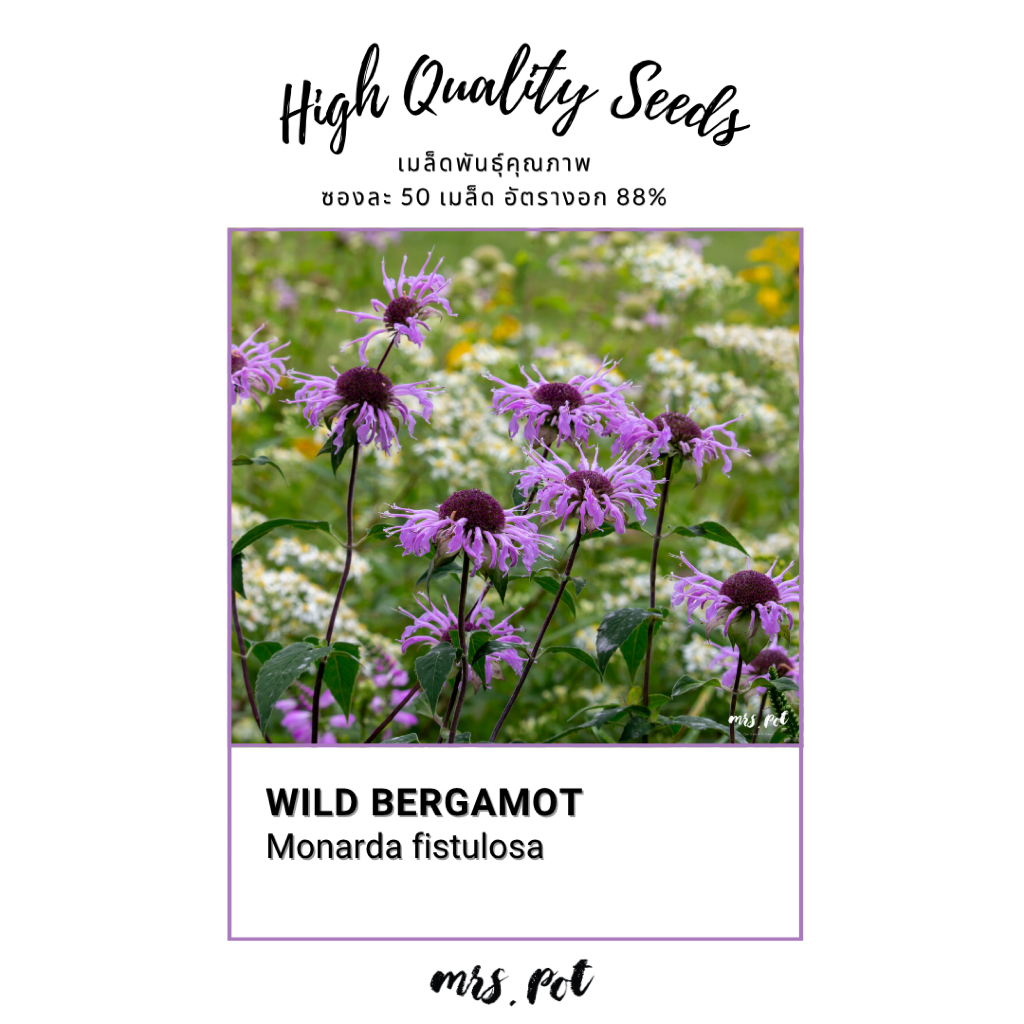 เมล็ดดอก Wild Bergamot รหัส119