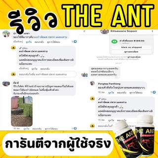 The Ant ผงกำจัด มด ปลวก แมลงสาบ สูตรตายยกรัง ภายใน 5 นาที