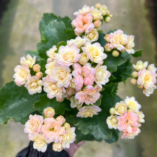 กุหลาบหินดอกซ้อน ดอกสีทูโทน และสีเดี่ยว เลี้ยงง่าย ดอกสีสด Kalanchoe