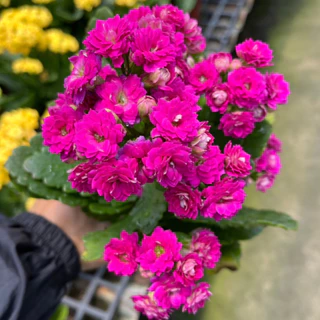 กุหลาบหินดอกซ้อน ดอกสีทูโทน และสีเดี่ยว เลี้ยงง่าย ดอกสีสด Kalanchoe