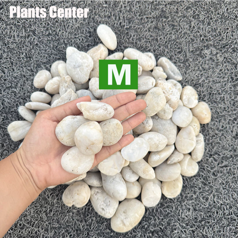 Plants Center T303 ยกกระสอบ 1kg/6-7kg. หินแม่น้ำ หินขาว หินกรวด สำหรับตกแต่งสวนและตู้ปลา thumbnail 7