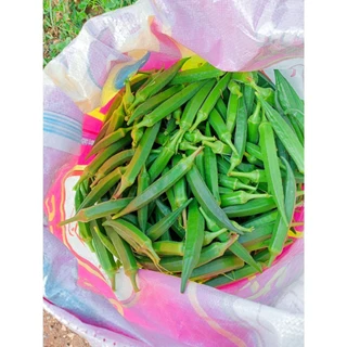 เมล็ดพันธุ์กระเจี๊ยบเขียว 40-100 เมล็ด งอกเร็ว โตไว ปลูกง่ายในดินทั่วไป (ซื้อ 10 แถม 1)