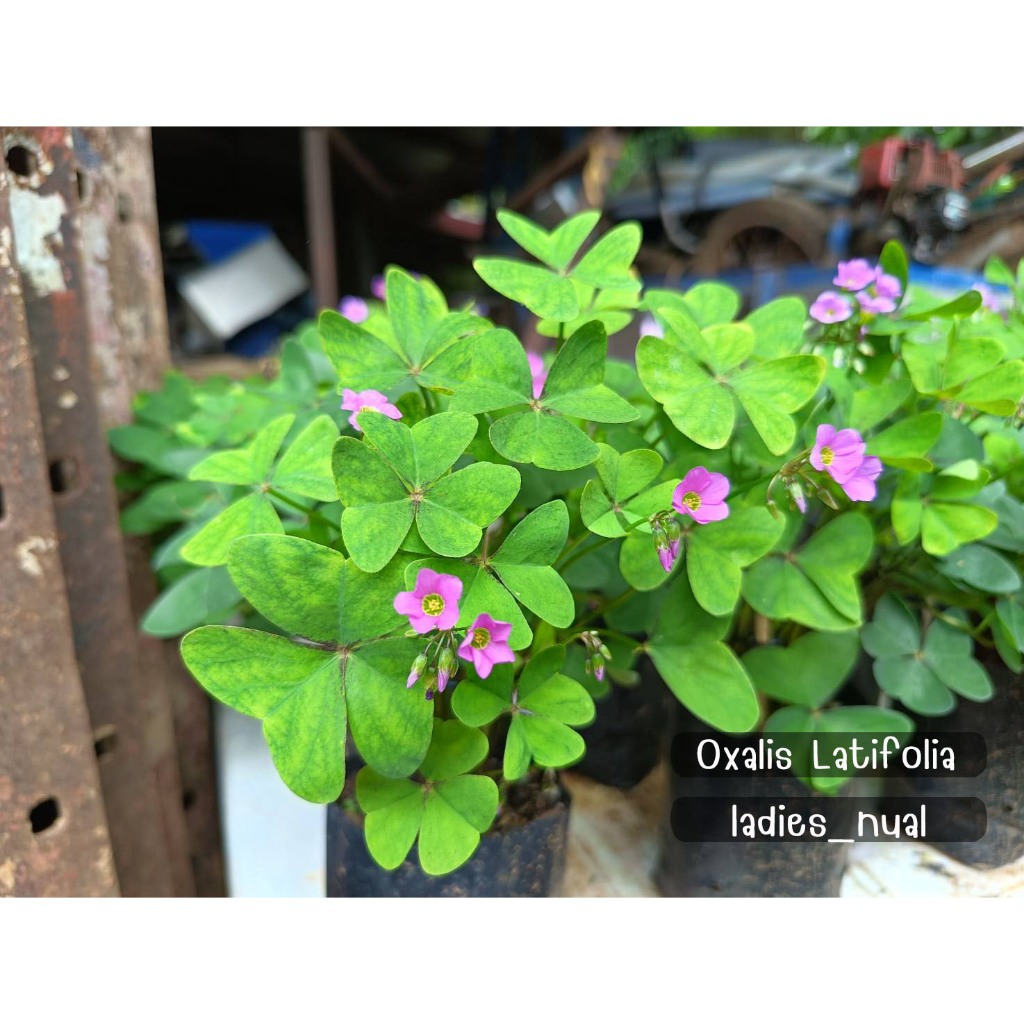 Oxalis latifolia ผีเสื้อราตรีใบสีเขียวดอกสีชมพูเข้ม ในถุงเพาะชำพร้อมลงกระถาง