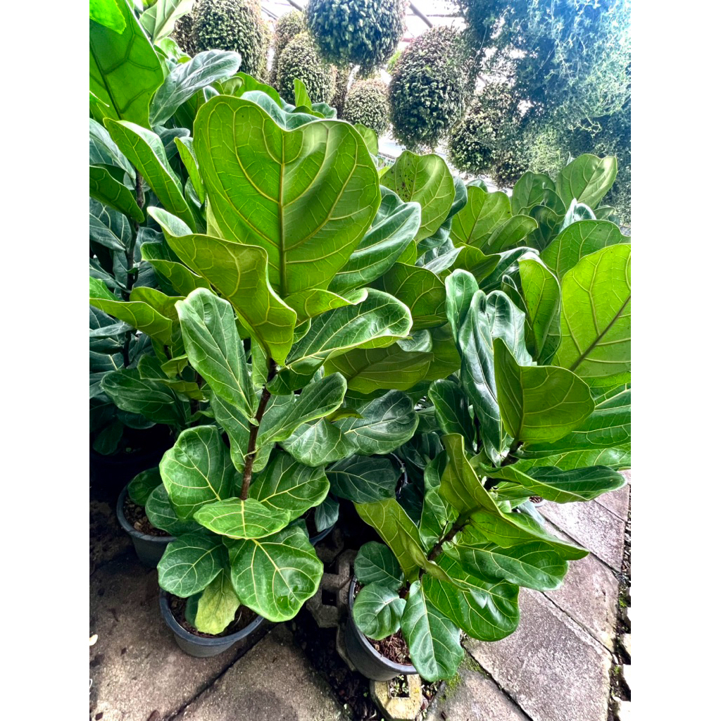 ต้น ไทรใบสัก Fiddle Fig / Fiddle-leaf fig /Ficus lyrata Warb ไม้ประดับ ไม้ฟอกอากาศ ต้นสูง 100-150 cm