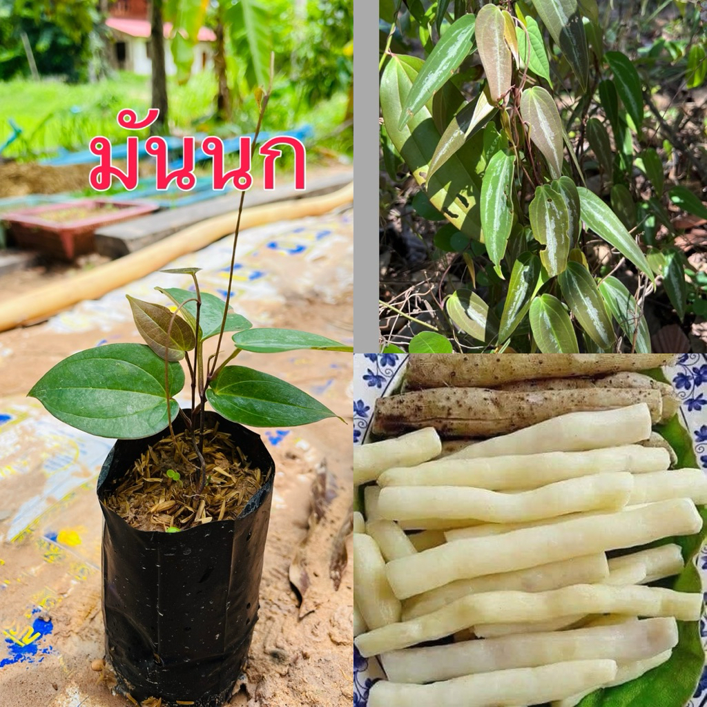 ต้นมันเทียน,มันนก,มันเสา รสชาติหอมเหนียวอร่อย ปลูกไว้ในพื้นที่ตัวเอง ขุดกินปีละครั้ง