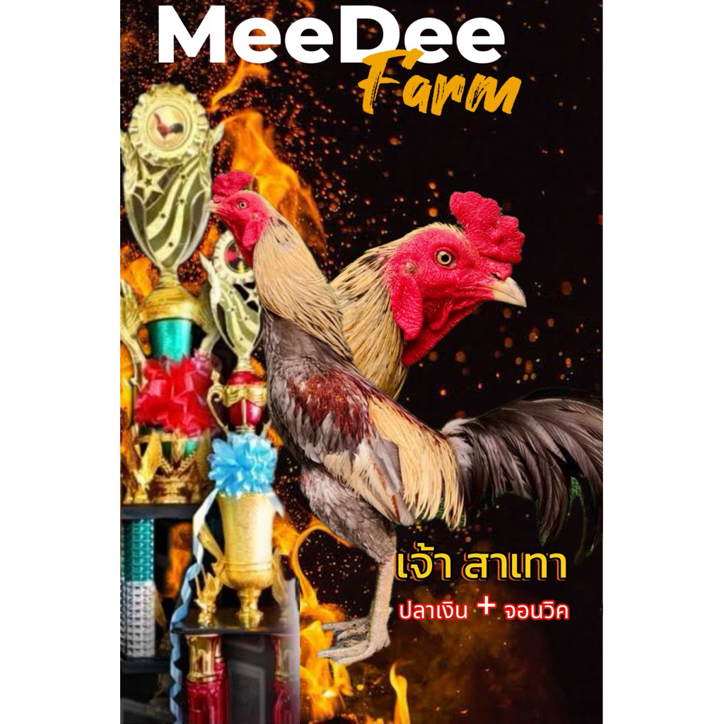 ไข่ไก่ชนพม่า ไข่เชื้อ เจ้าสาเทา  ใช้ตอจัดแทงลึกหัวดิ้นตีนไหล สายเลือดดีมีชัยไปกว่าครึ่ง