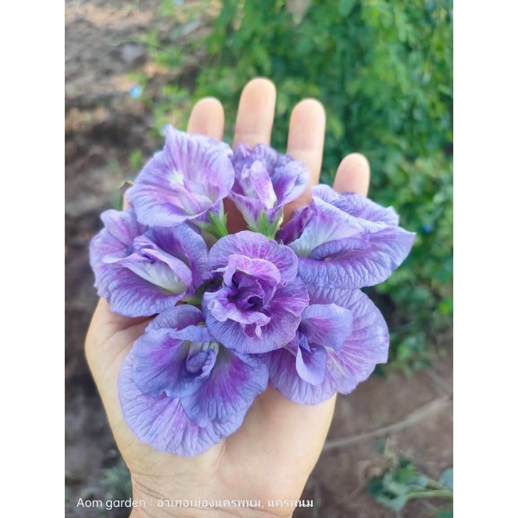 ต้นอัญชันสีม่วงพาสเทล อัญชันดอกซ้อน 💜💜💜💜💜