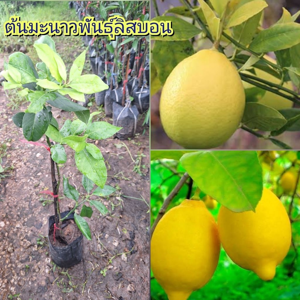 ต้นมะนาวเลม่อนพันธุ์ลิสบอน ปลูกเลี้ยงในกระถางได้ 1ปีติดผล ทนแล้ง ต้นพันธุ์กิ่งตอน