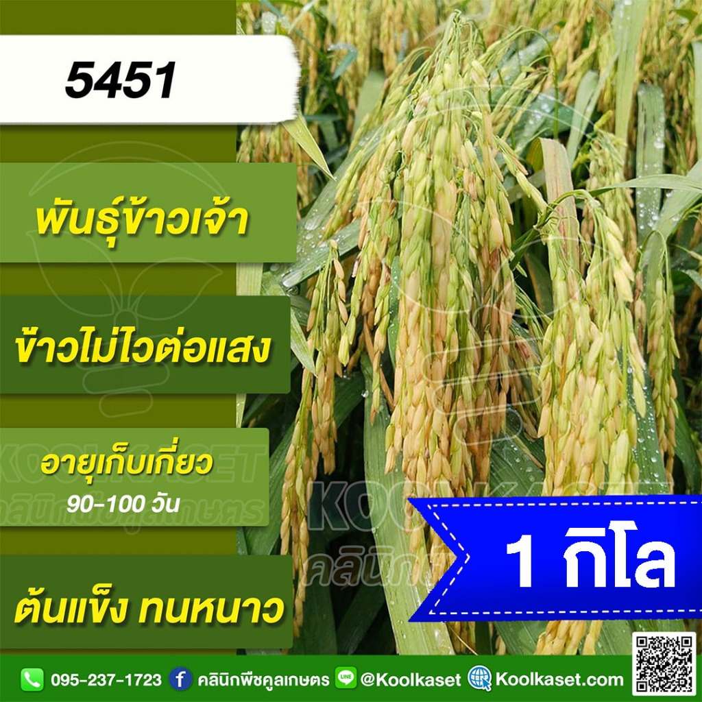 เมล็ดพันธุ์​ข้าว ​ทดลองปลูก ข้าวเจ้า 5451 นาปี นาปรัง ไม่ไวแสง เมล็ดนิ่ม หนีน้ำ ทนดินเปรี้ยว 1 กก. ค