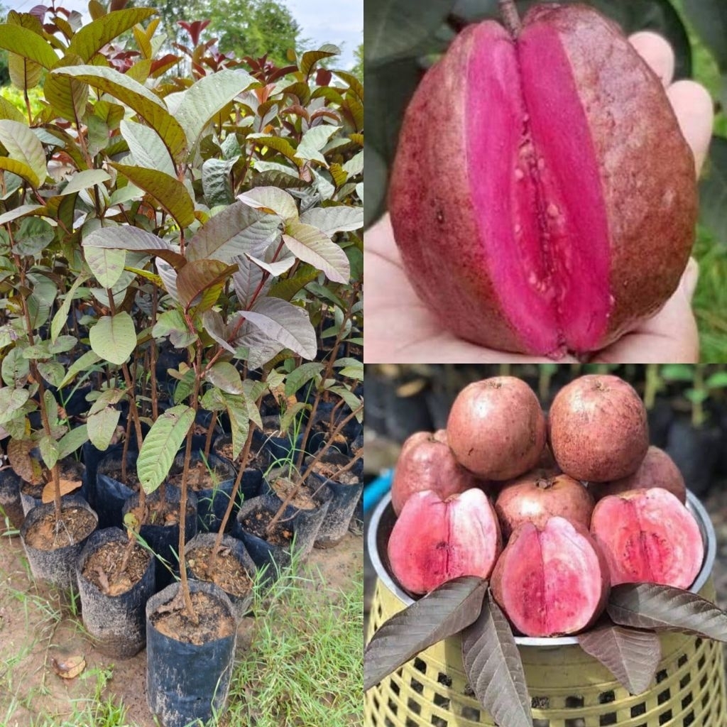 ต้นฝรั่งทับทิมแดงสยาม ขนาด 50-70ซม.ผลสีม่วงอมแดง ลูกใหญ่ เนื้อมีสีแดง เป็นฝรั่งที่ให้ผลดกไม่แพ้สายพันธุ์อื่น