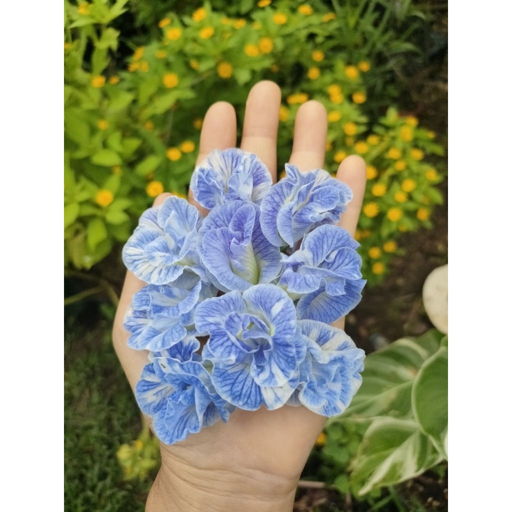 ต้นอัญชันสีฟ้าคราม49บาทต้นอัญชันที่ถูกที่สุด