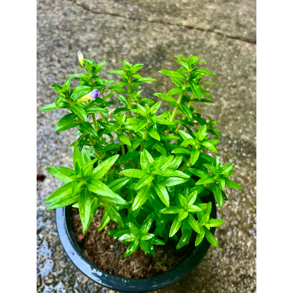 Rice Paddy Herb/ Limnophila Aromatica ต้น ผักแขยง สมุนไพร ผักสวนครัว ผักปลอดสารพิษ🍃