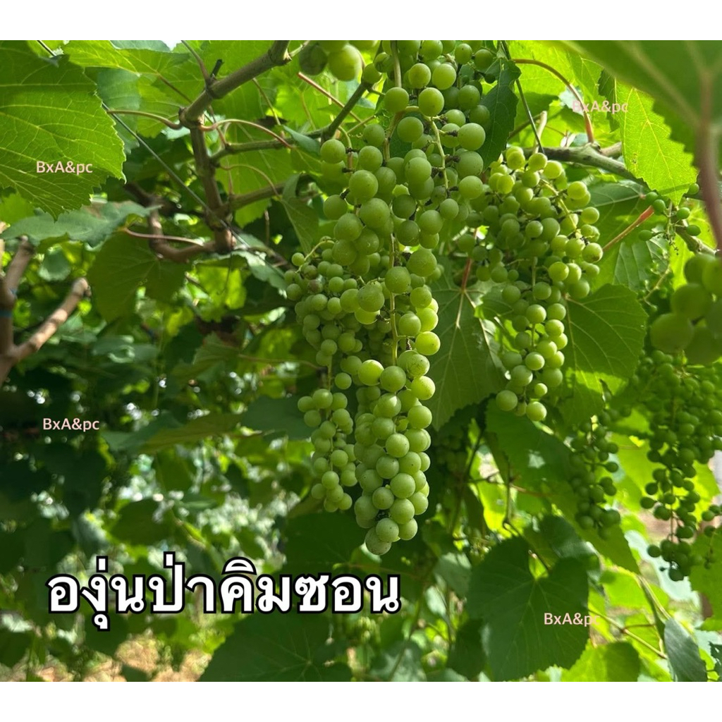 องุ่นป่าคิมซอนกิ่งตอนพร้อมส่ง