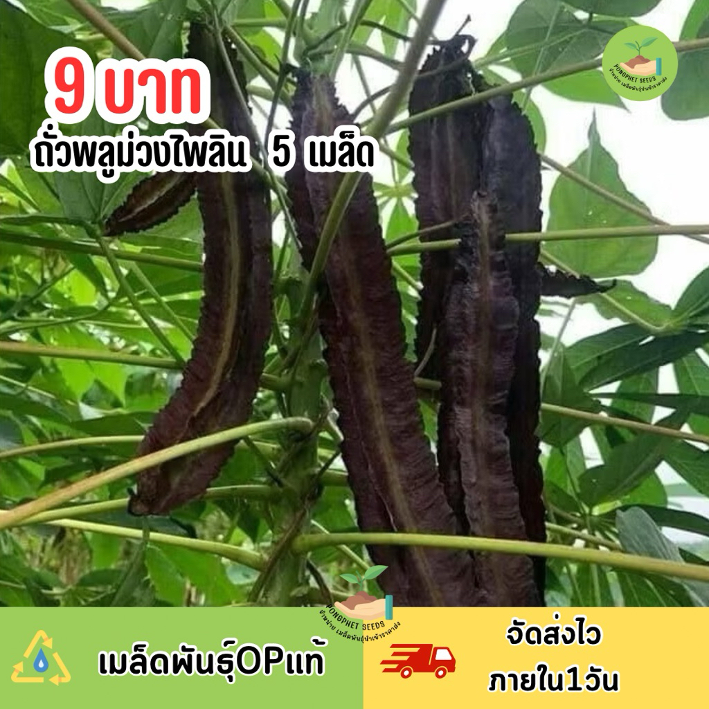 9 บาท ถั่วพลูม่วงไพลิน บรรจุ 5 เมล็ด