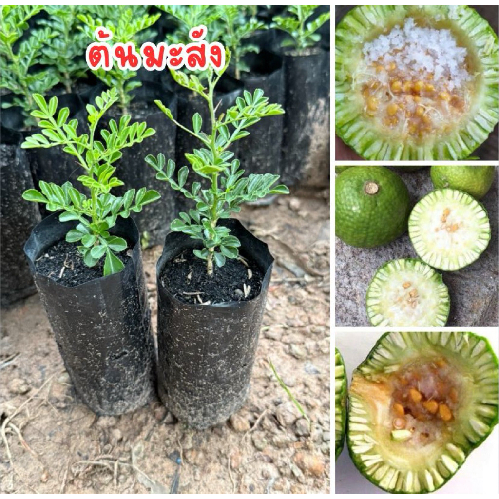ต้นมะสัง พร้อมส่ง ชุด4ต้น80บาท
