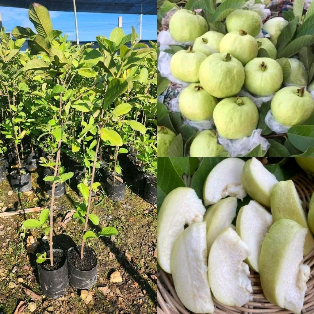 ต้นฝรั่งกิมจูใส้ขาว ขยายพันธุ์แบบกิ่งตอน สูง70-100ซม.