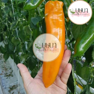 เมล็ดพันธุ์พริกหยวกยักษ์ 9บาท 200เมล็ด