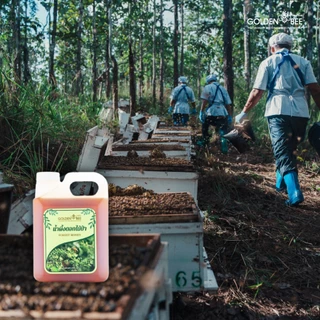 น้ำผึ้งดอกไม้ป่า บรรจุแกลลอน 1,500 กรัม Forest Honey น้ำผึ้งแท้ 100% แบรนด์ Golden Bee ตรงจากฟาร์มผึ้งพัฒนกิจ เชียงใหม่