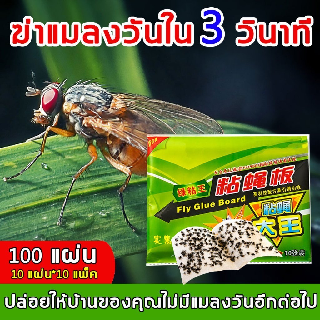 แผ่นกาวดักแมลงวัน กาวเหนียวสุดๆ แพ็คใหญ่ 50/100 ติดแมลงวันแน่นอน! ใช้งานง่าย ไม่เลอะเทอะ 📦 แพ็คเกจแข็งแรง