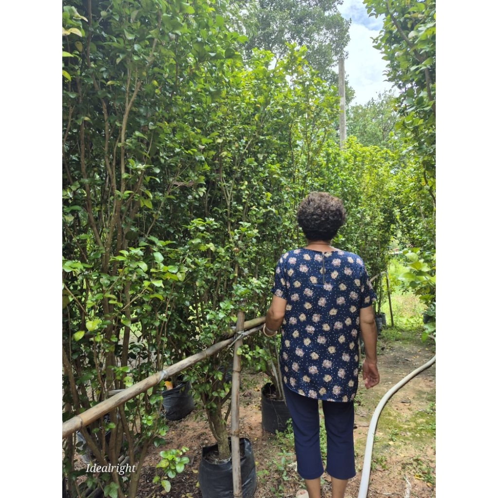 แก้วหิมาลัย สูง 200 c.m.ขึ้นไป ดอกหอม ออกทั้งปี - รูปที่ 6