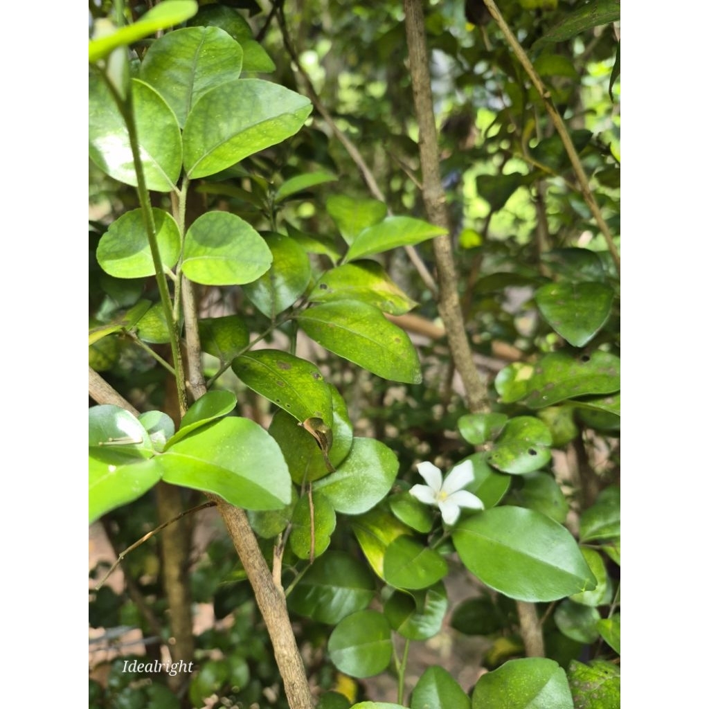 แก้วหิมาลัย สูง 200 c.m.ขึ้นไป ดอกหอม ออกทั้งปี - รูปที่ 4