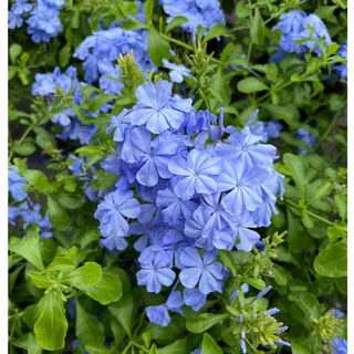 พยับหมอก ดอกไม้สีฟ้าสวยละมุน อึดทนปลูกเลี้ยงง่าย Cape leadwort, blue plumbago