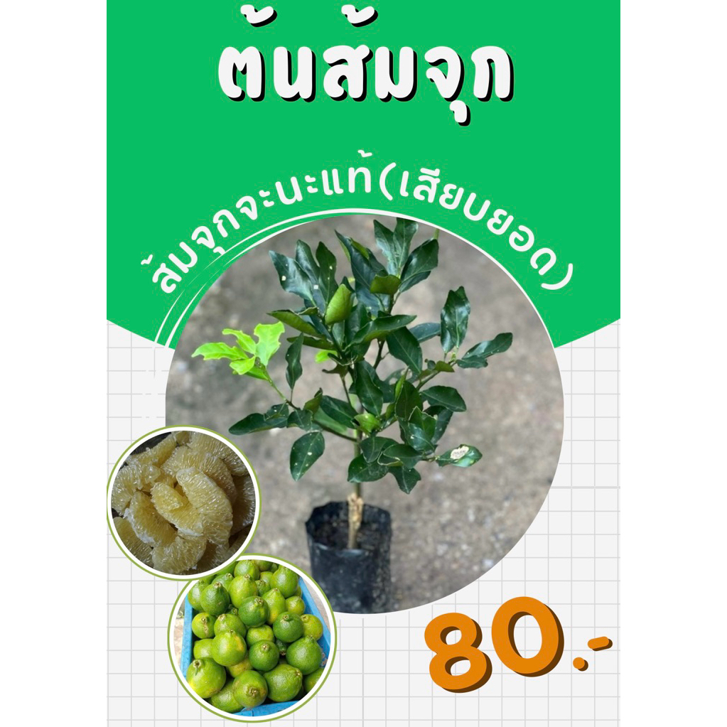 ส้มจุก(เสียบยอด) กลิ่นหอม เนื้อจะหวานอมเปรี้ยว🍊
