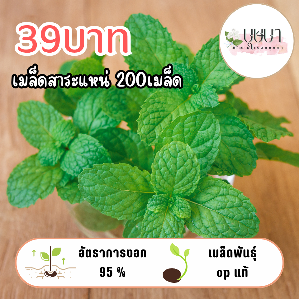 เมล็ดสาระแหน่ 39บาท 200เมล็ด