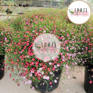 เมล็ดจิปโซฟิลล่าคละสี 9 บาท 50เมล็ด