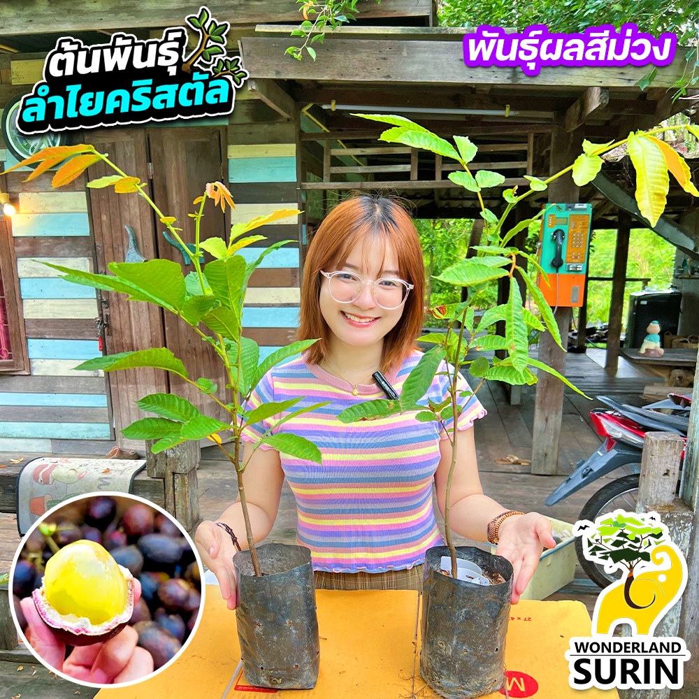 ต้นพันธุ์ลำไยคริสตัล 2 ต้น (WS0061) สายพันธุ์ใหม่มาแรง ผลสีม่วง หวาน กรอบอร่อย (จำกัดไม่เกิน 3 ชุดต่อออร์เดอร์นะคะ)