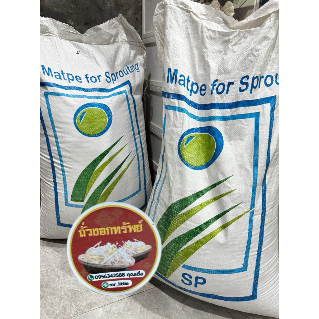 ถั่วแขกพม่า ถั่วSP ล็อตใหม่ปี 2026 เมล็ดถั่วแขกเพาะถั่วงอก 🌱งอกไว งอกดี ถั่วงอกอวบขาว ไม่เน่า เหมาะกับมือใหม่