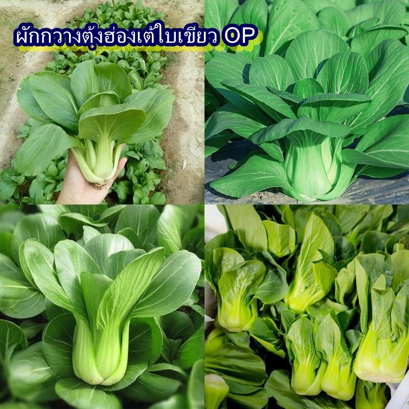1,200+ เมล็ด เมล็ดผักกวางตุ้งฮ่องเต้ใบเขียว OP (ปลูกง่ายมาก ต้นใบสีเขียว ทรงต้นแน่น กาบใบใหญ่ น้ำหนักดี อัตรางอก 80%)