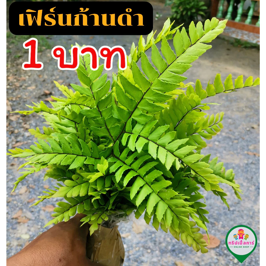 เฟิร์นก้านดำ 🌿 คัดเกรดA+ เฟิร์นก้านดำ เฟิร์นเลี้ยงตู้ปลา แถมทุกออเดอร์ thumbnail 4