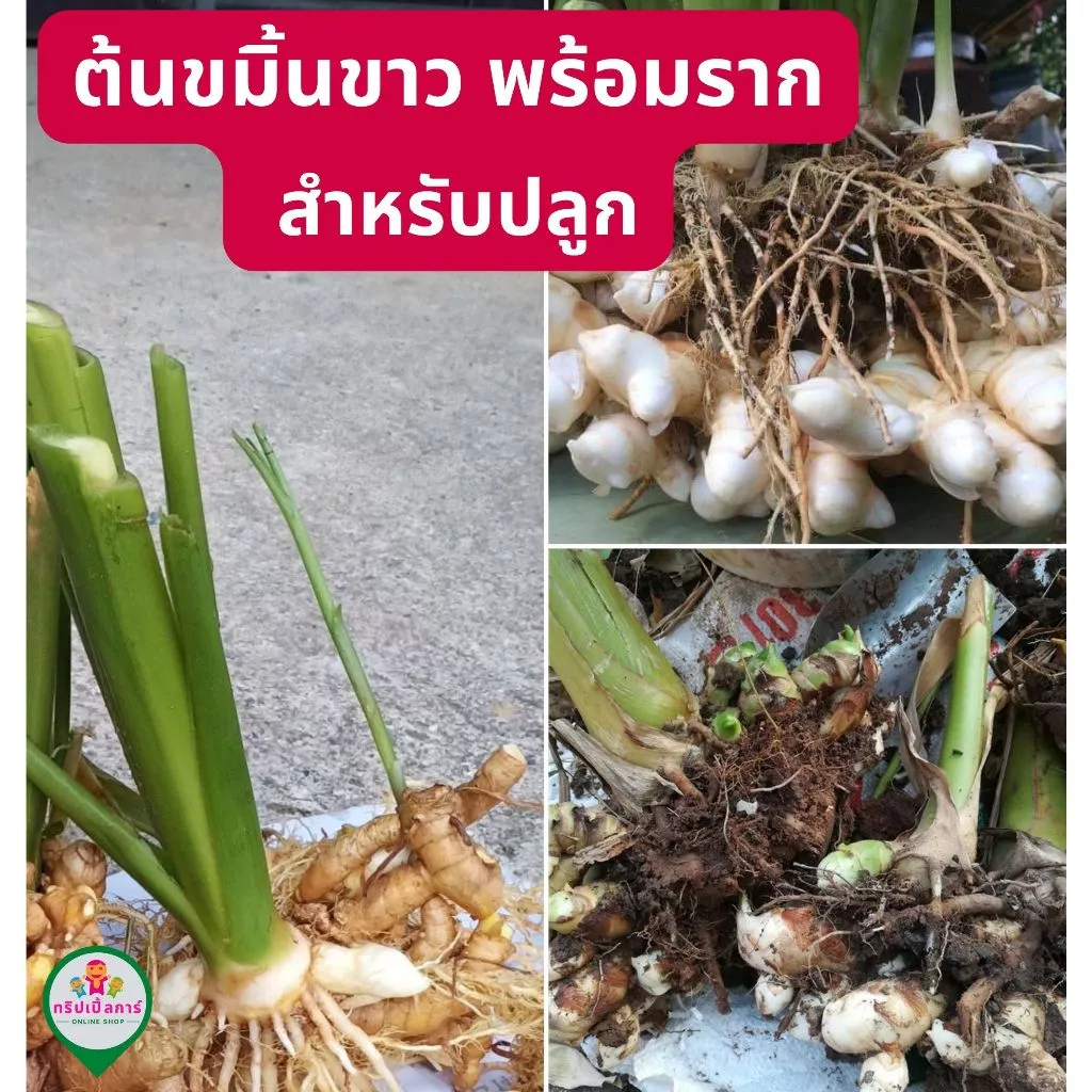 ต้นขมิ้นขาว ขมิ้นม่วง พร้อมราก สำหรับปลูก