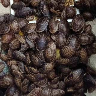 แมลงสาบดูเบีย 100กรัม พร้อมส่ง Dubai Roach ดูเบียร์ เป็นๆคละไซด์ ขนาดตามรูป