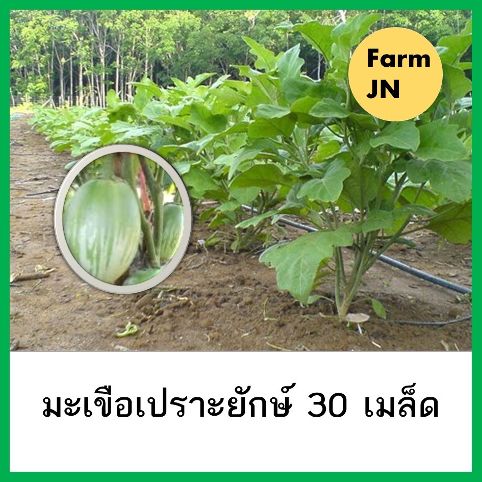 50 เมล็ด มะเขือเปราะยักษ์ เมล็ดมะเขือยักษ์ มะเขือ เมล็ดมะเขือเปราะ