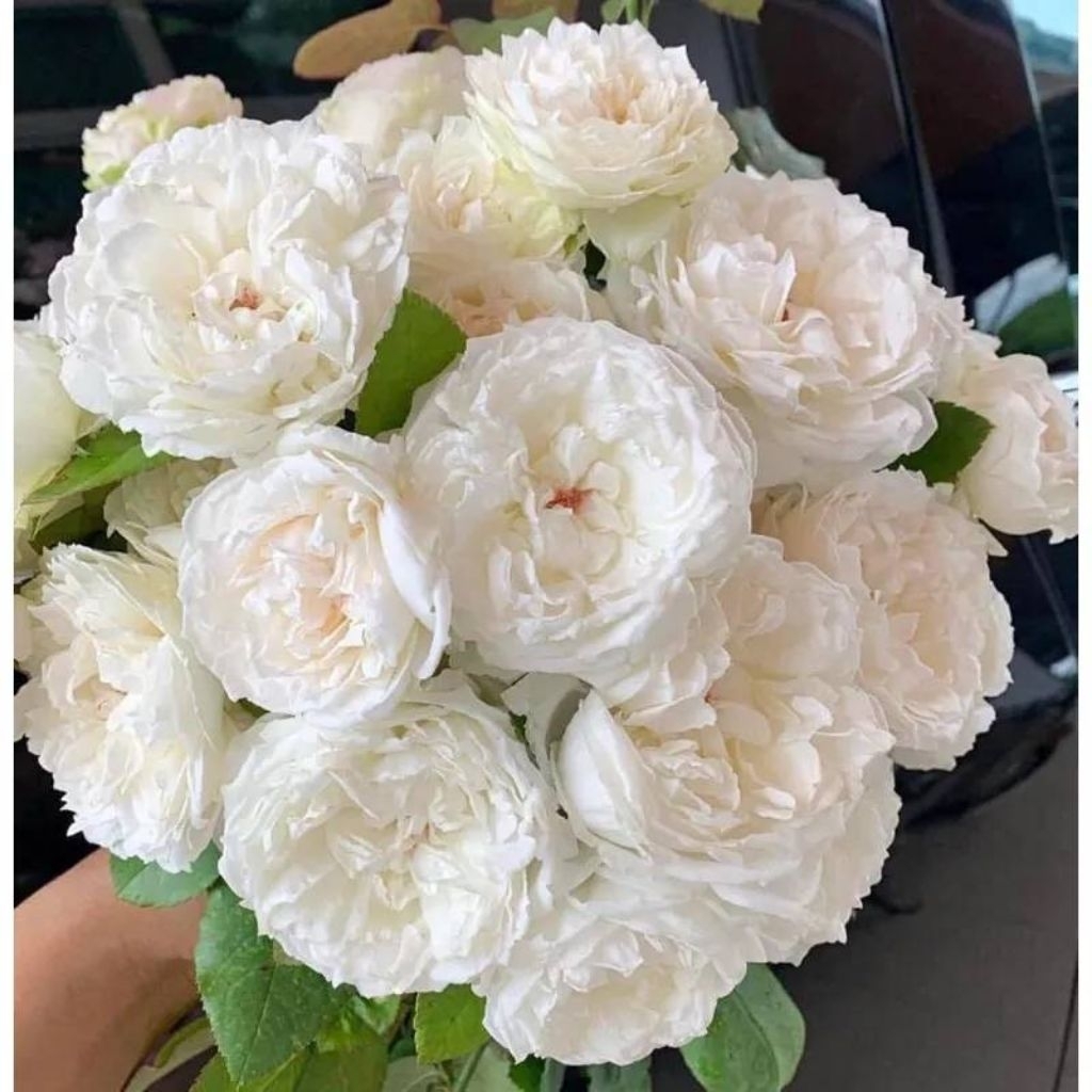Pretty Nina White Roseหรือ PNW กุหลาบญี่ปุ่น สีขาว ดอกใหญ่