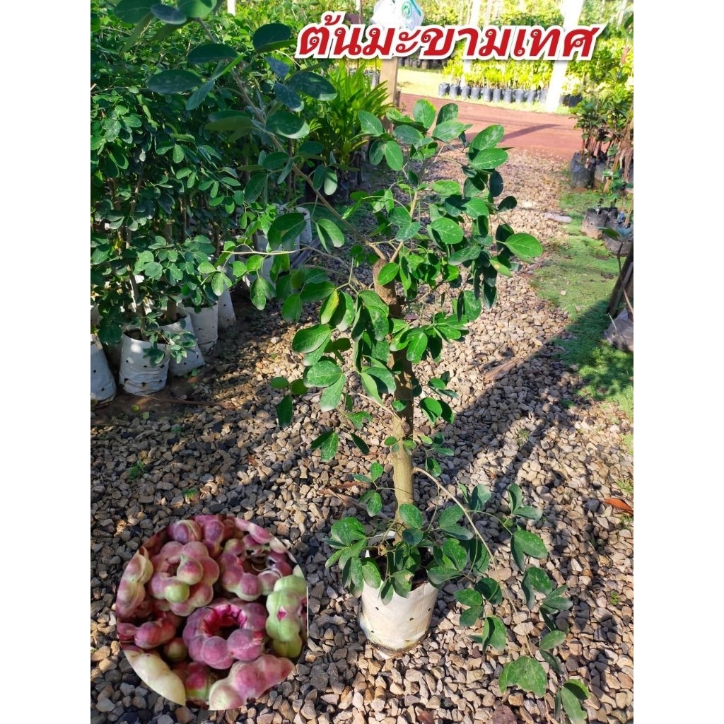 ต้นมะขามเทศพันธุ์สีชมพูแท้ (กิ่งตอน) สูง 70-80cm. ดกฝักใหญ่ โตไว1ปีติดฝัก รสชาติหวานมัน