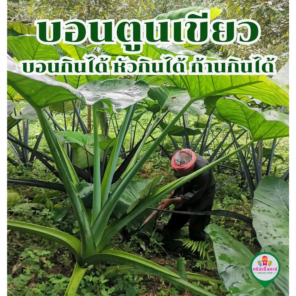 บอนตูนเขียวยักษ์ ส่งต้นกล้าสำหรับเพาะปลูก บอนกินได้ หัวกินได้ ก้านกินได้ ปลูกเป็นไม้ฟอกอากาศได้