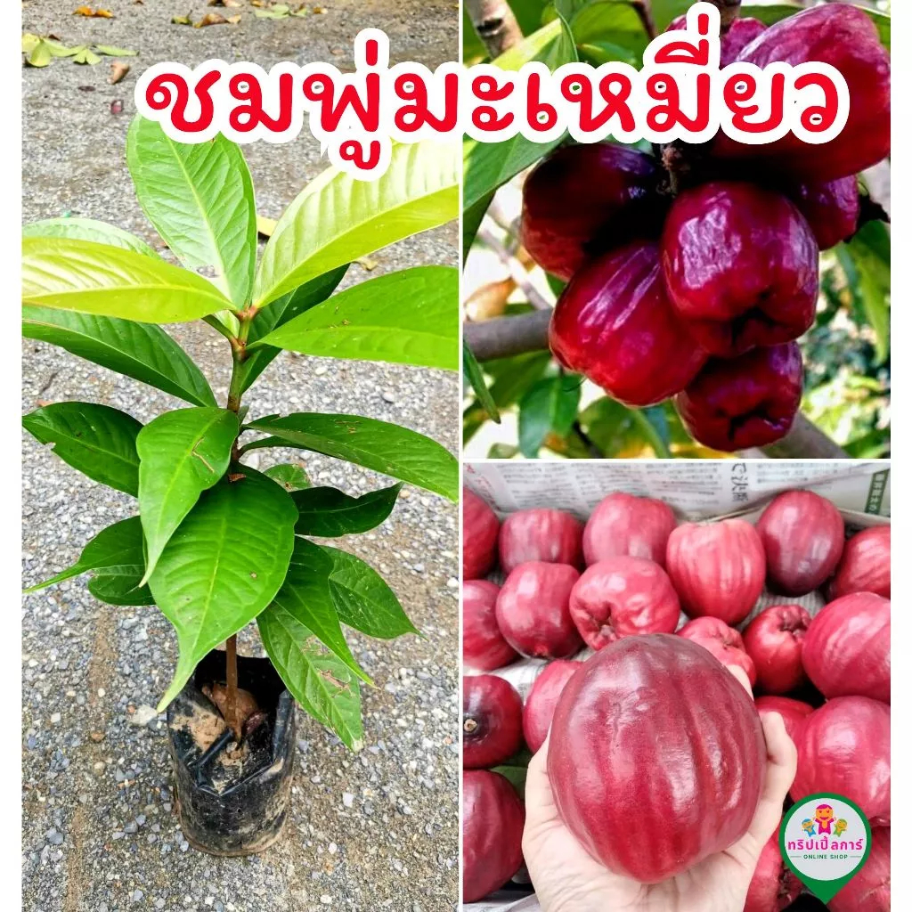 ชมพู่มะเหมี่ยวขนาดต้น 30-50cm ไม้โบราณหาทานยากพร้อมปลูก
