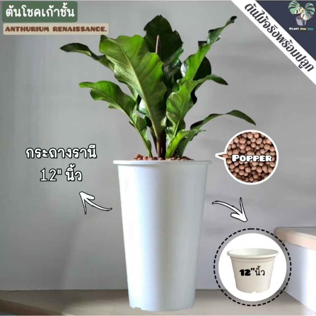 🌳ต้นไม้มงคล/ต้นไม้ฟอกอากาศ (หลายชนิด) พร้อมกระถางรานี12"สูง45Cm. (ต้นไม้ฟอกอากาศ)