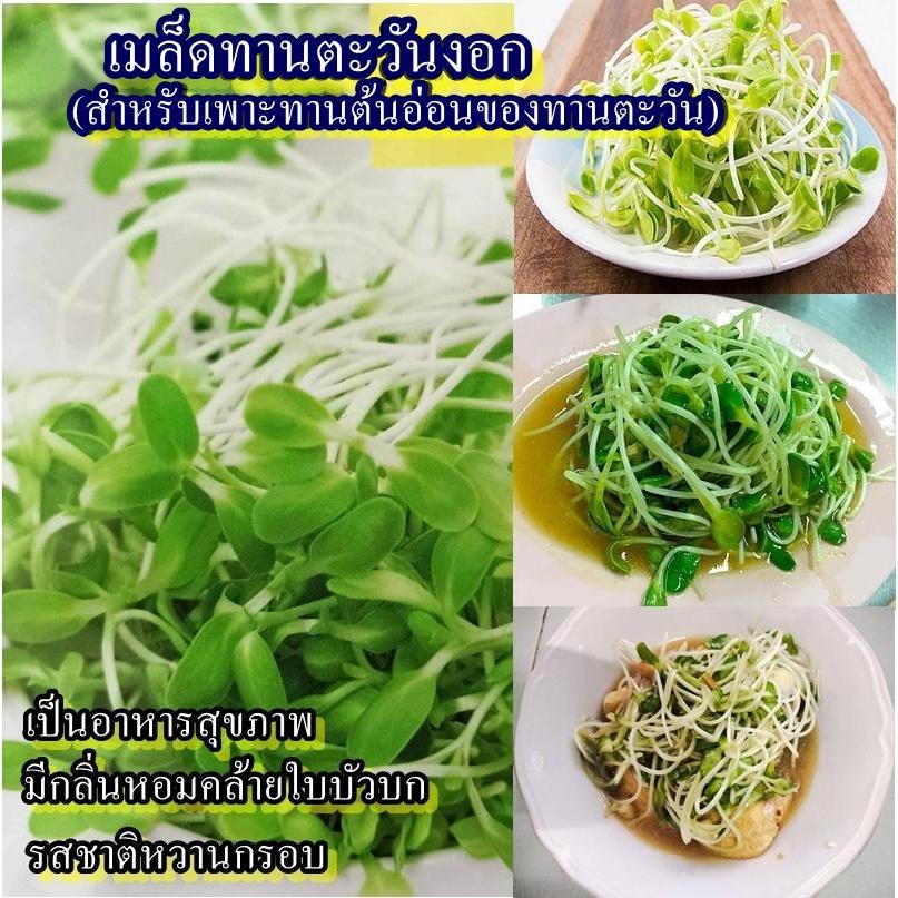 300+ เมล็ด เมล็ดทานตะวันงอก (สำหรับเพาะทานต้นอ่อน) (เป็นอาหารสุขภาพ มีกลิ่นหอมคล้ายใบบัวบก รสชาติหวานกรอบ รับประทานได้)