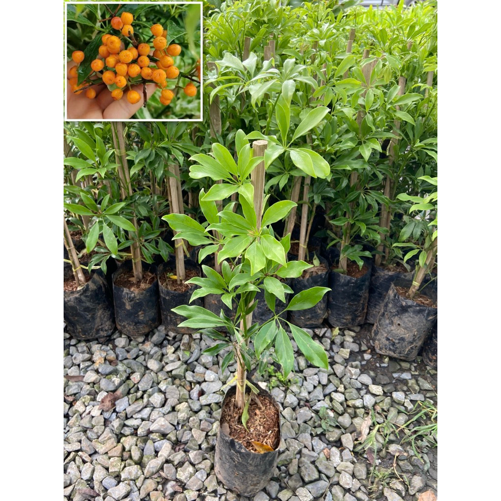 ต้นหนุมานประสานกาย ไม้ประดับ สมุนไพรไทย (สูง 50-60cm) กิ่งปักชำ รากแน่น พร้อมปลูก