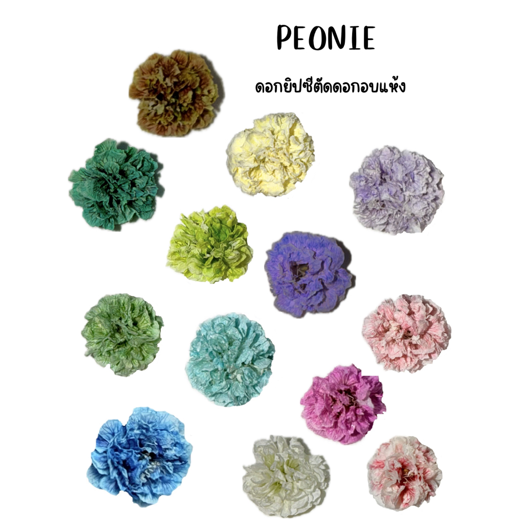 ดอกยิปซีอบแห้ง (พร้อมส่ง) เพื่อทรงดอกที่สวย ตัดดอกพร้อมใช้งาน มีหลายโทนสีให้เลือก สำหรับงานDiy