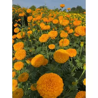 ต้นกล้าดาวเรือง 50 ต้นสายพันธุ์ดอกใหญ่ (พร้อมปลูก) สีทองเข้ม
