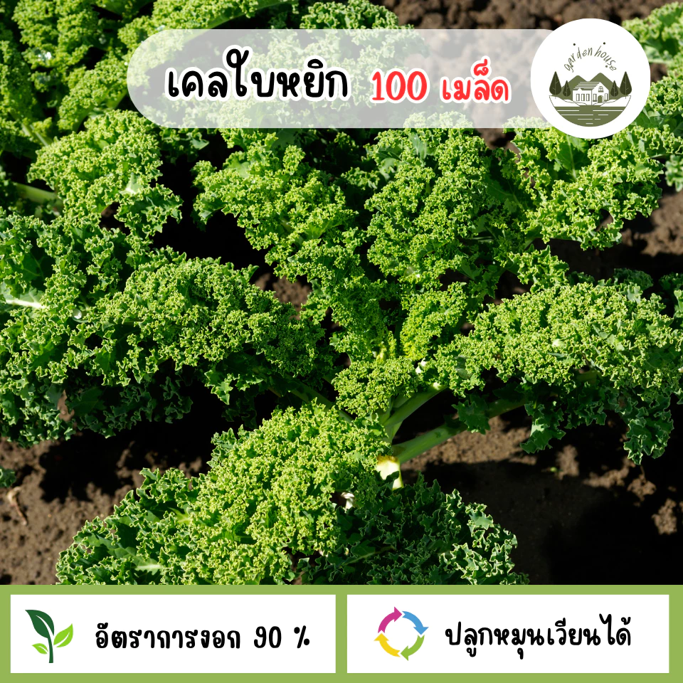 เมล็ดผักเคลใบหยิก 100 เมล็ด