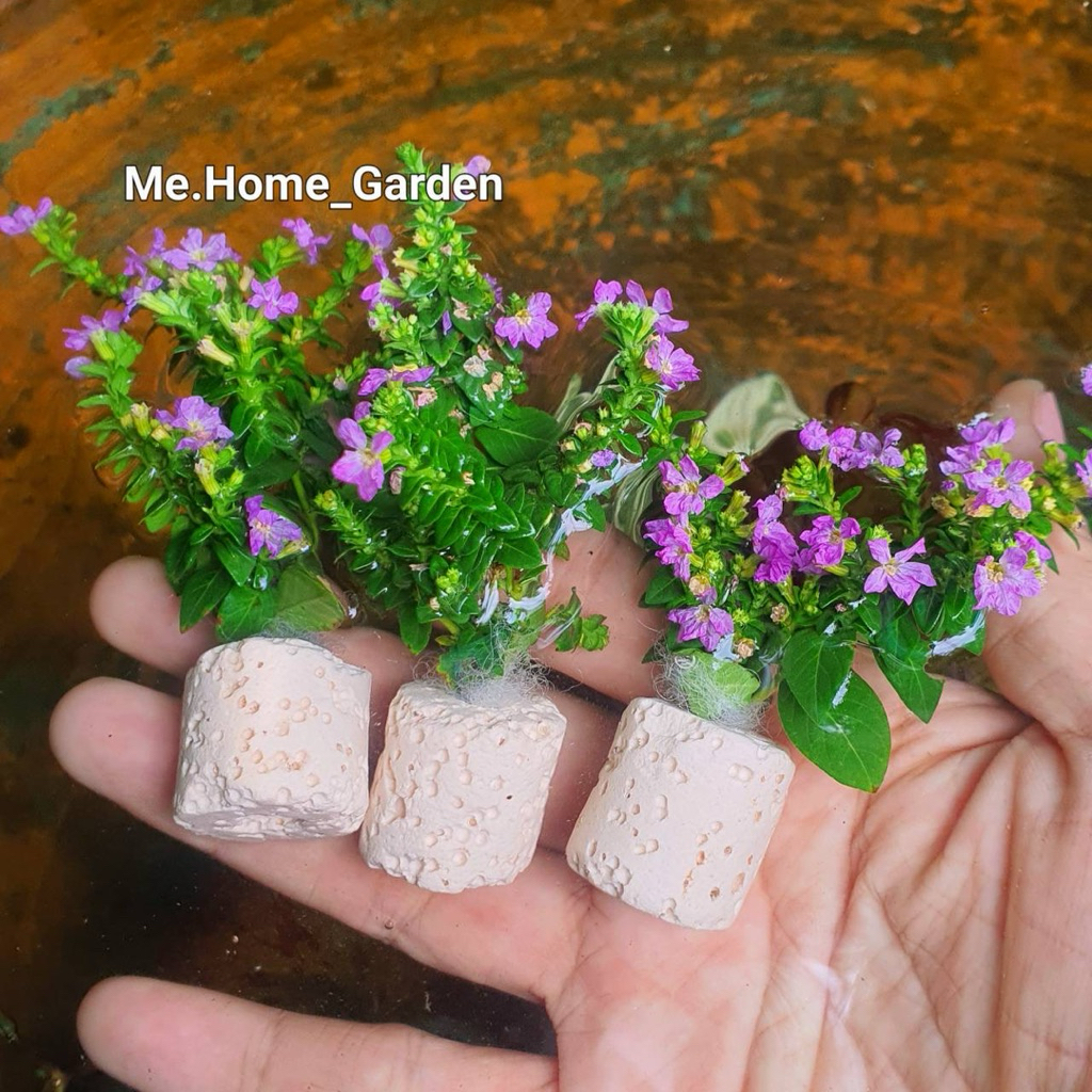 💐ต้นหลิวเเคระ 💐ตัดสด เลี้ยงเเบบน้ำหรือครึ่งบกครึ่งน้ำหรือเเช่น้ำส่วนก้าน งานสวนถาด งานสวนขวด 3หลอดจิ๋ว