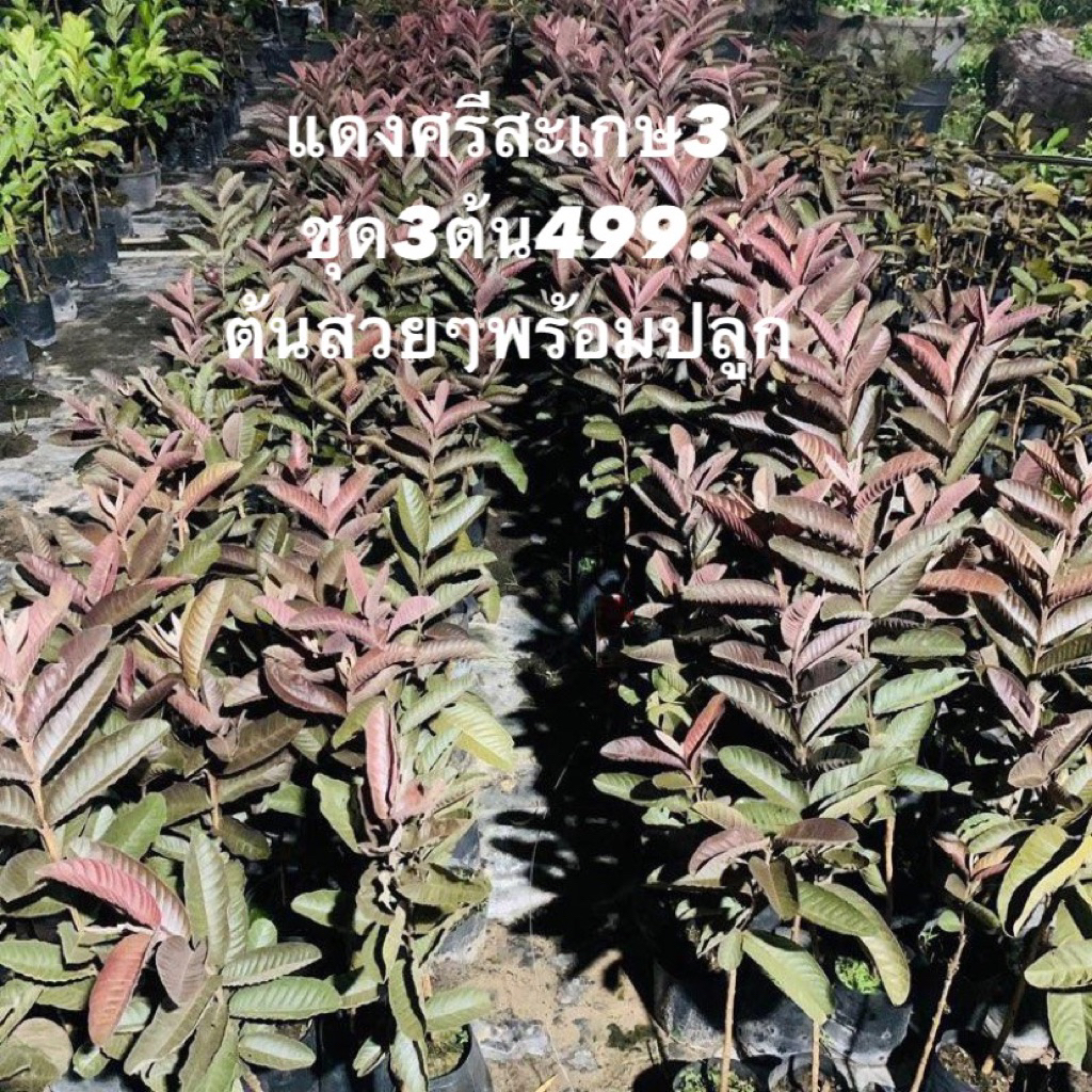 แดงศรีสะเกษ3พันธุ์แท้ ชุด3ต้น499.